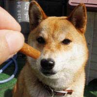 「待て」している時です。真剣な表情(^^)