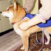 嫌がらずに大人しいです