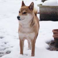 寒さに弱くて震えています