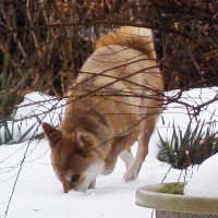 散歩中も時々雪を食べます