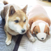 正体は・・・クッション兼枕です!