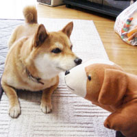 初対面の時は不思議そうな顔をしてました
