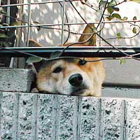 ジョンもよくこんな格好をします