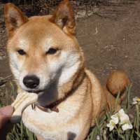 大好きな犬用クッキーが・・・!