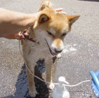 頭は洗わないの。